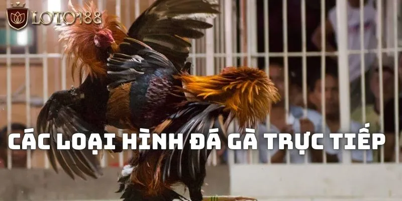 Các loại hình chọi kê trên nền tảng Loto188